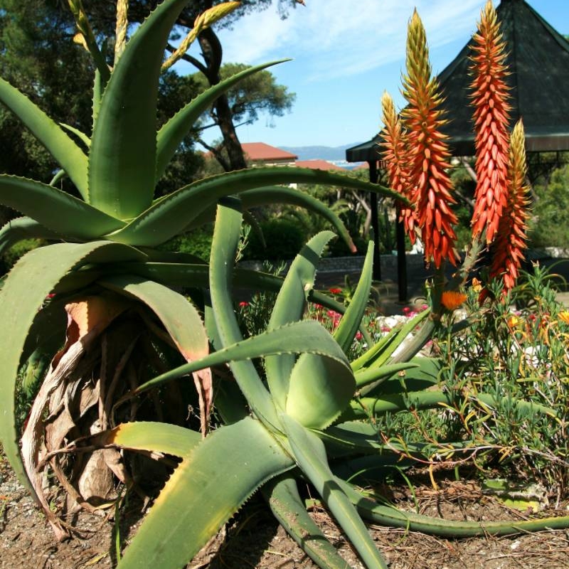 Aloe pseudorubroviolacea